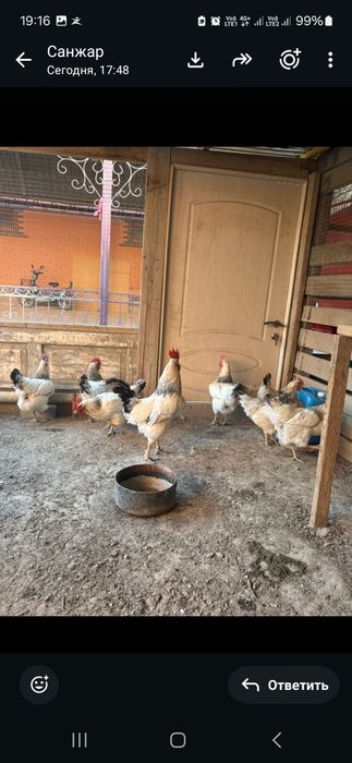 Куры пароды адлер