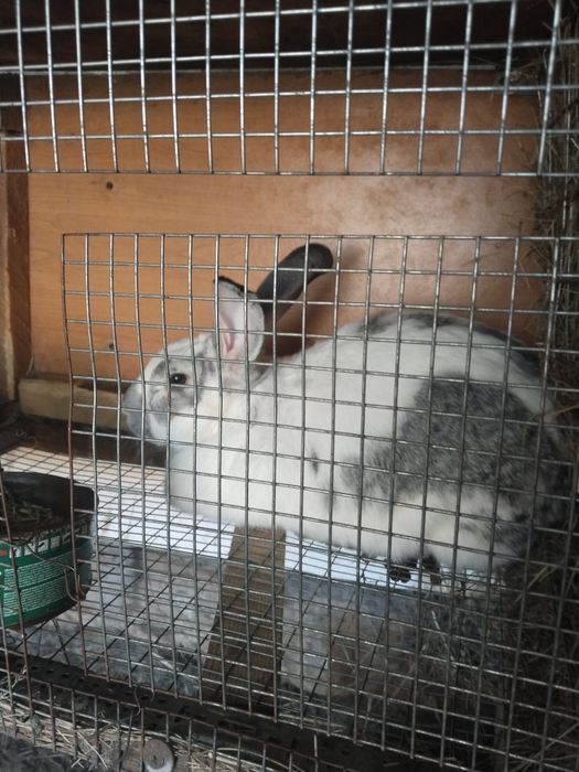 Продам кролят с клетками