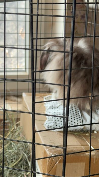 Декоративные Кролики