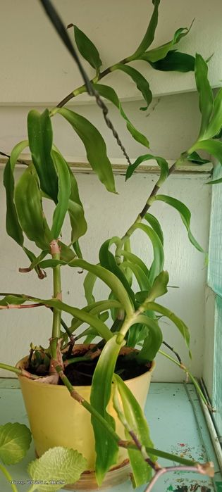 Продам домашнии цветы