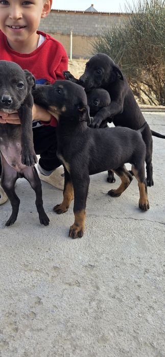 Продам щенки доберман 1 девочки и 3 мальчик девочки остались 2 месячны