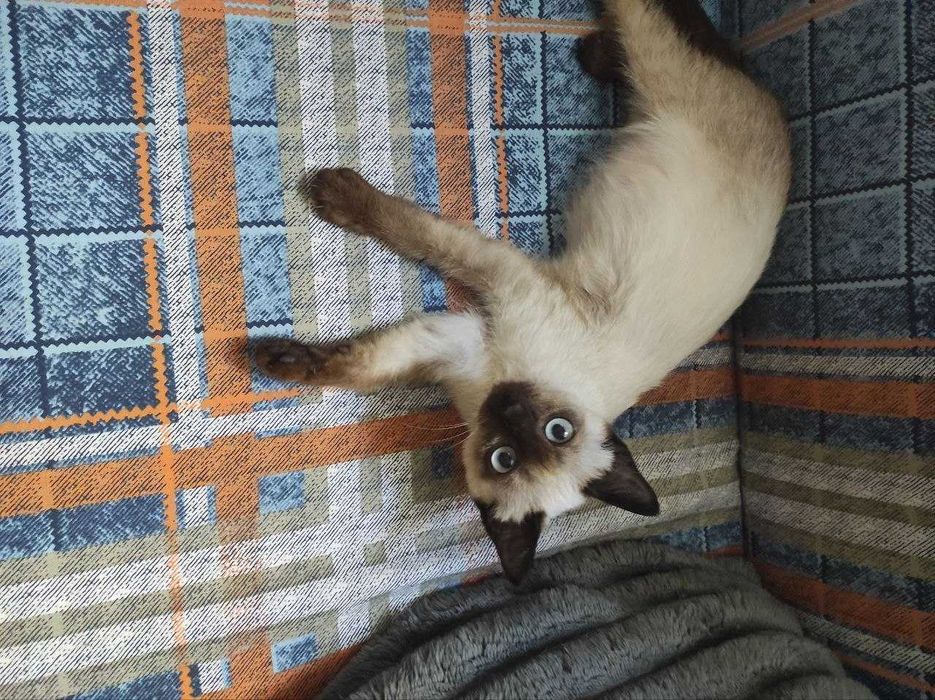 Котенок  мальчик