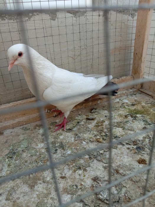 Каптарлар сотилади