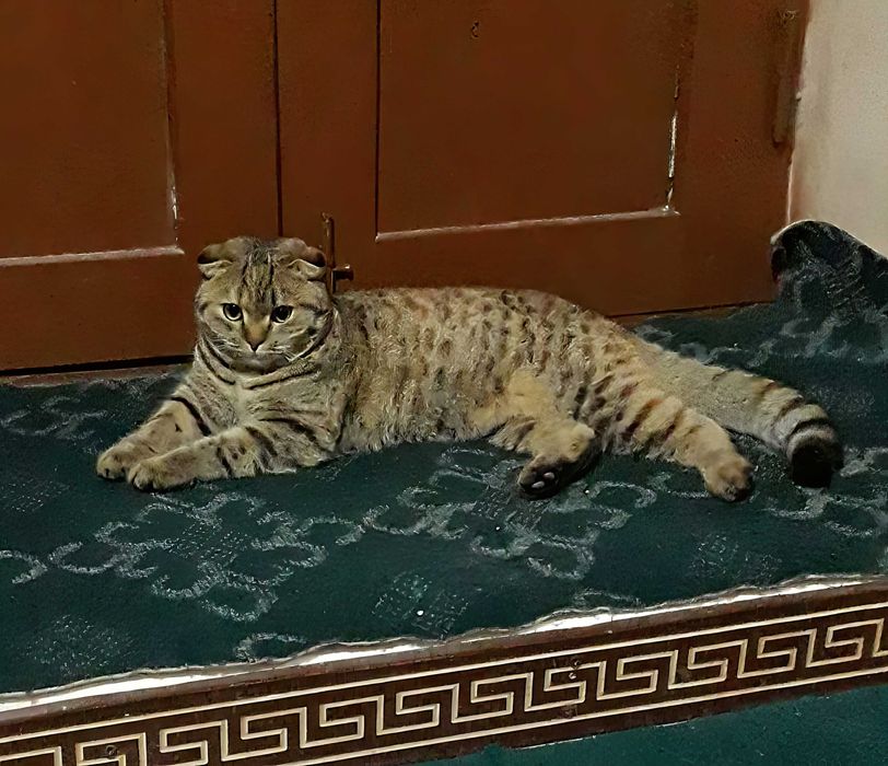 Aqiliy Mushikcha Qiz