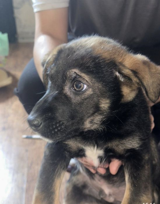 Щенок, мальчик в добрые руки