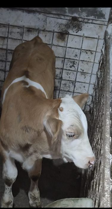 Vitei taurasi bivol