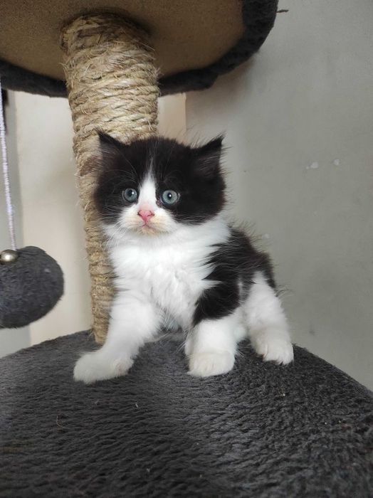 Siberiana de padure  femela  disponibila