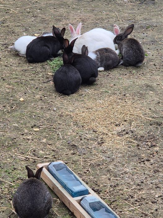 Vând iepuri de carne