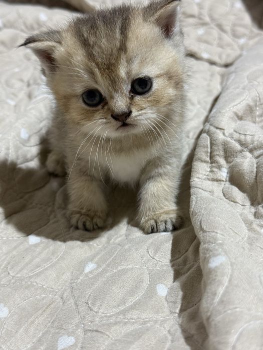 Продаются породистые котята