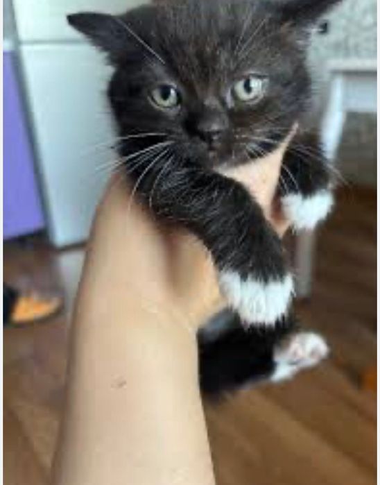 Отдам самых милых котят в хорошие руки.