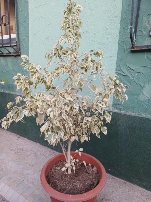 Фикус бенджамина