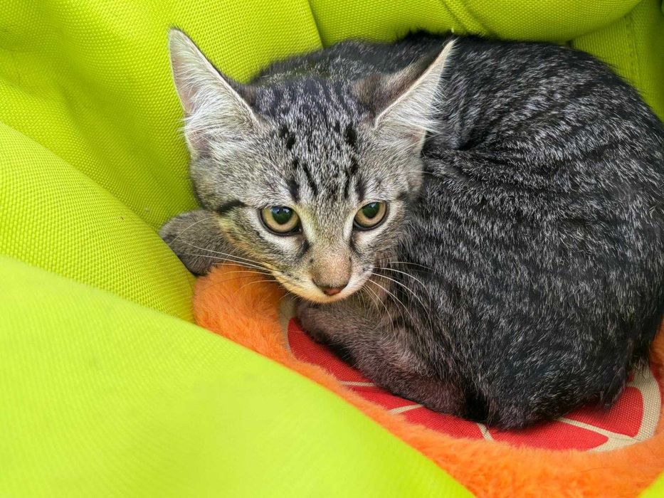 Adoptie 2 pisoi dragalasi de 3 luni si jumatate, testati, deparazitati intern si extern, vaccinati, 1 baietei si o fetita.