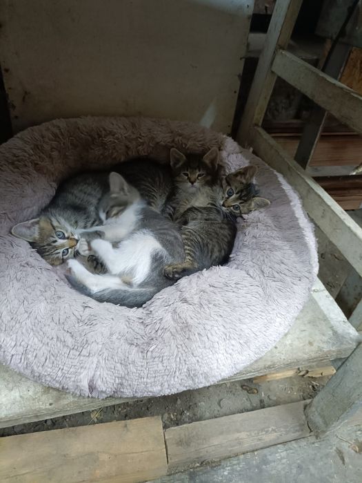 Отдам симпатичных котят