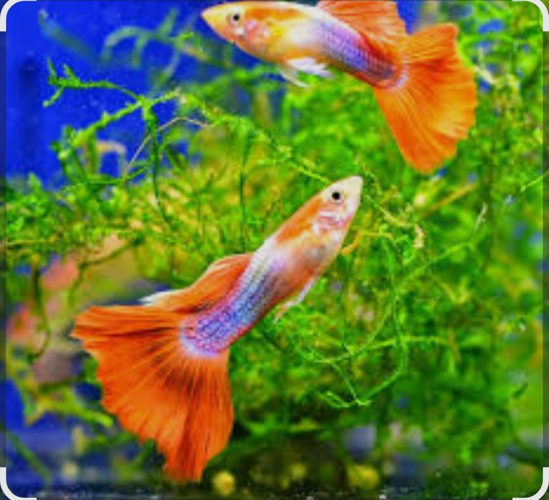 Аквариумы       .