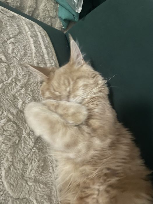 пропала кошка Мейн Кун, район малой станицы