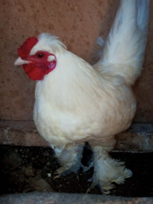 Yapon xoʻroz sotiladi