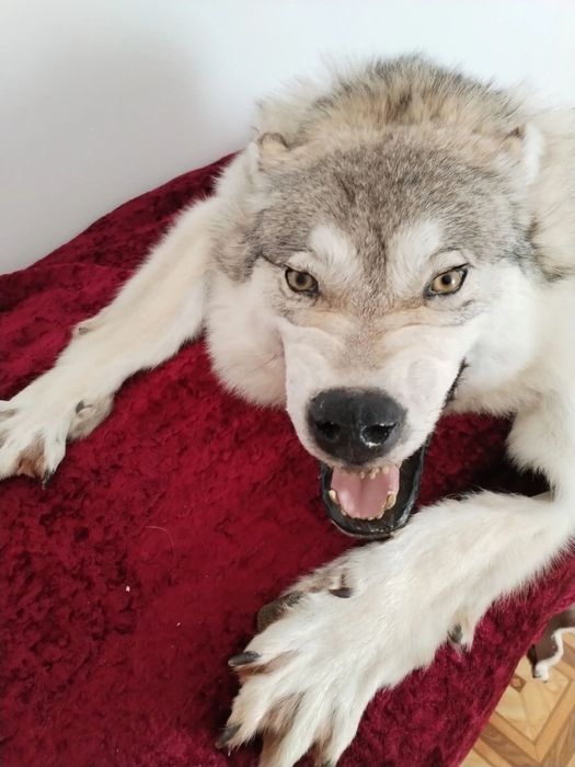 Продам коврик волчьи