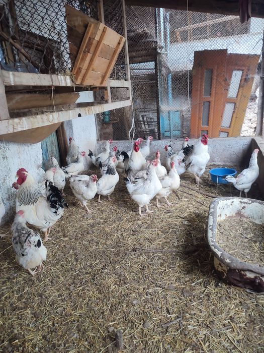 Продаются домашние куры