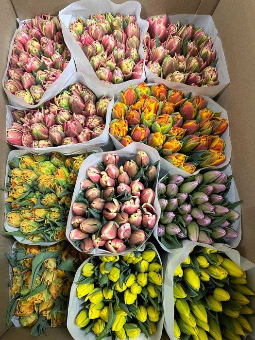 Тюльпаны к 8 марта оптом