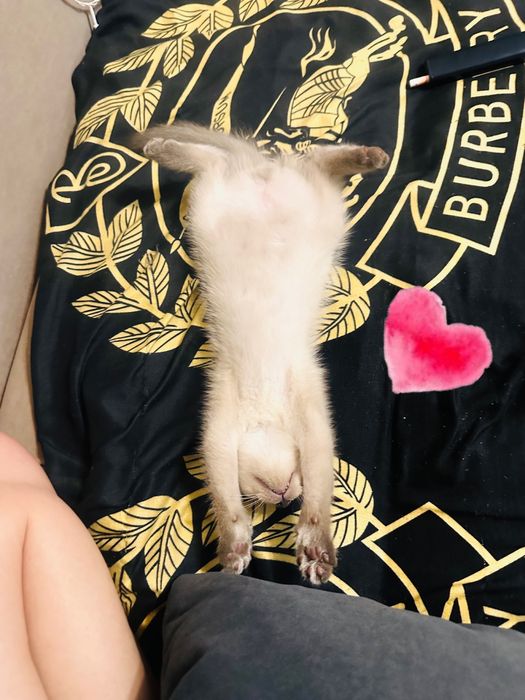 Котенок мальчик в добрые руки