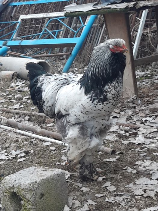 Brama tyomni pux tochkali