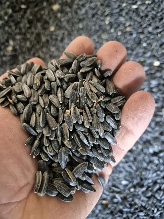 Vand Floarea Soarelui Recolta 2025