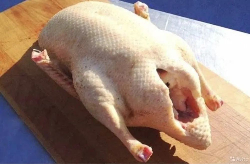 Продам домашних гусей