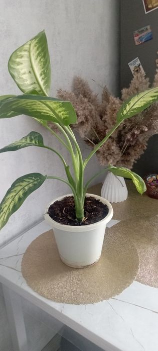 Продаю диффенбахию