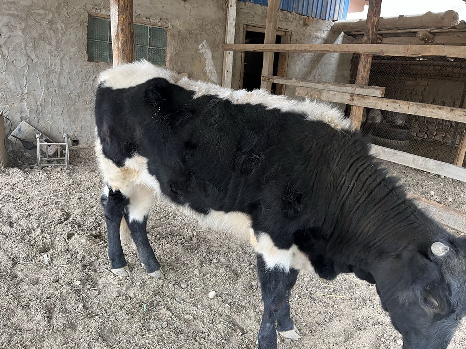 Баспақ Қашар Ұрғашы