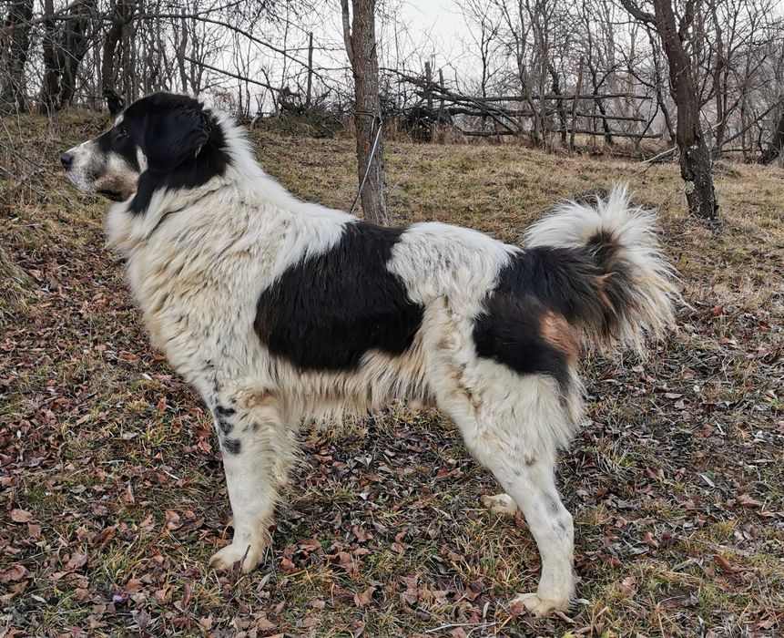 Mascul Ciobanesc de Bucovina Canisa Pomohaci