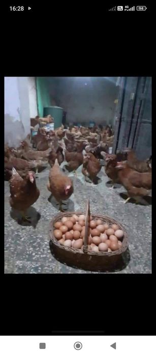 Avem găini ouătoare de vânzare transportul este gratuit pentru comenzi