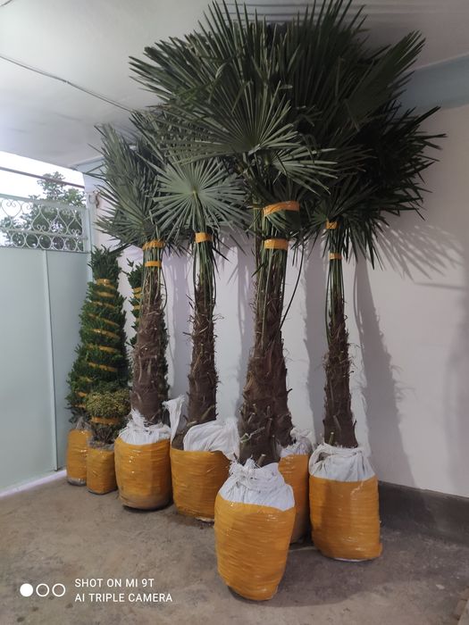 Palma (трйох корпус) qishda sovuq urmaydigan sort. Sotiladi