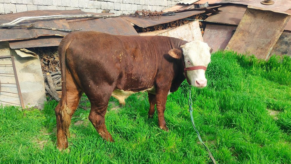 Бычки Сементал и Герефорд