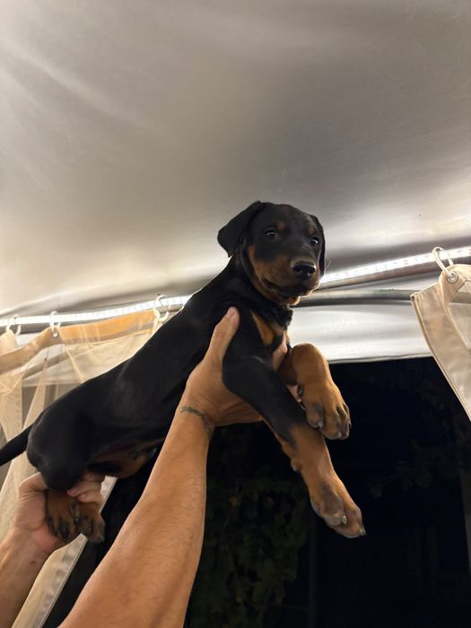 Doberman mascul