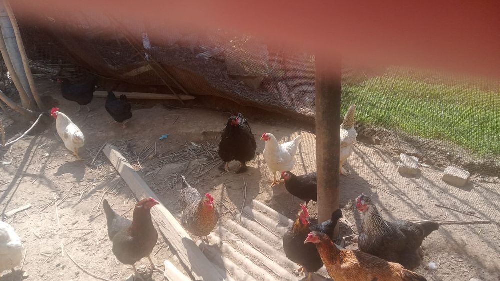 Куры домашние , продам