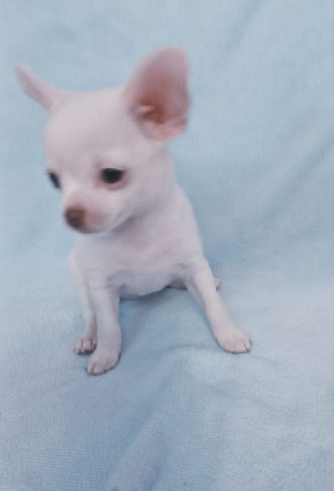 Мини  щенок чихуахуа