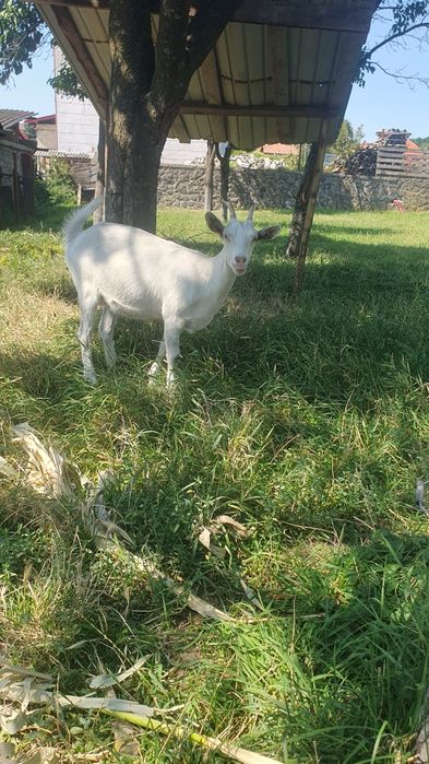 Animale de casa  disponibile