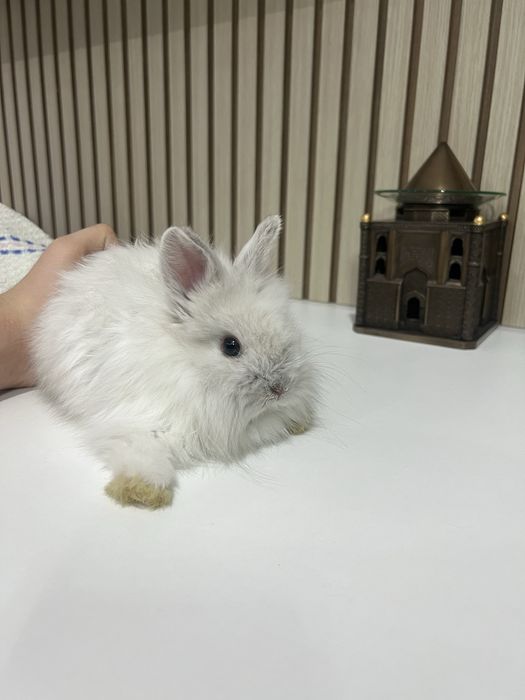 Декоративный Кролик