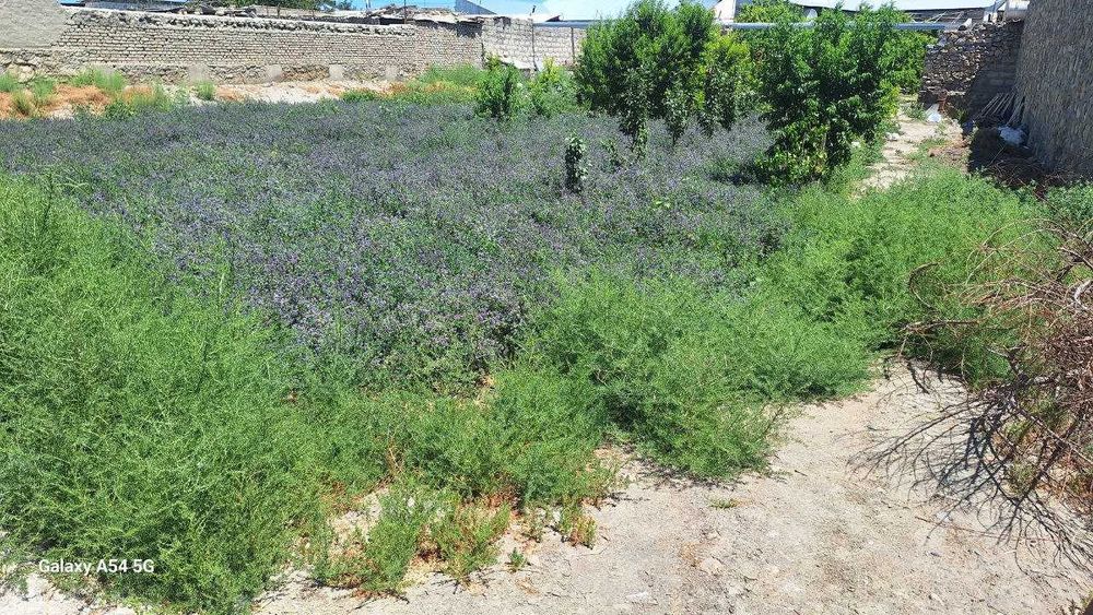 Когон шахар масла завод рупарасида 7 сотихли тугалланмаган курилиш.