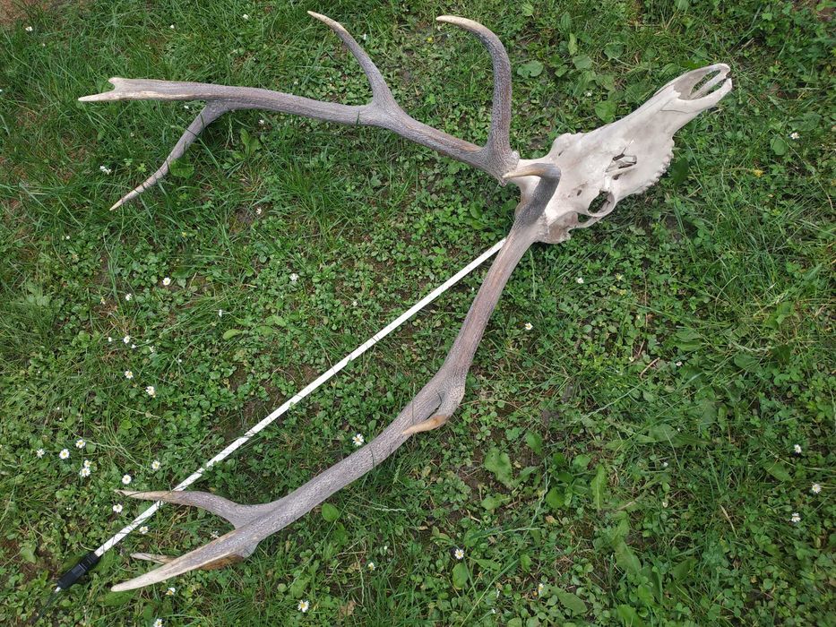 Рога от елен