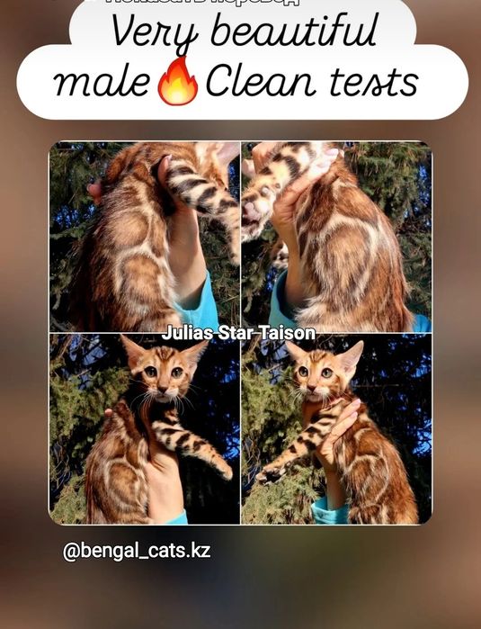 Минилеопард у вас дома! Бронирование.