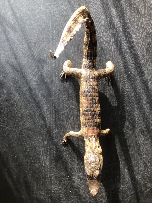 Препариан крокодил