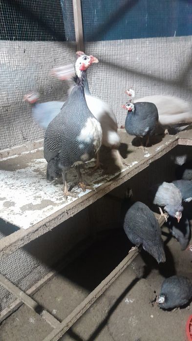 Цисаркалар сотилади