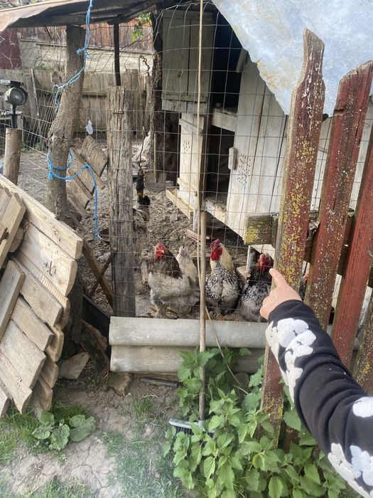 Gaini de rasa si cocosi de rasa brahma si windotte