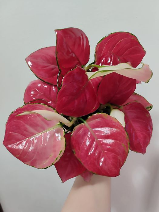 Аглаонема разных сортов