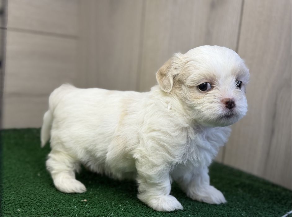 Femela ShihTzu, exemplar deosebit!