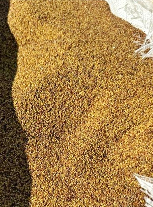 Vand samanta de lucerna 2025