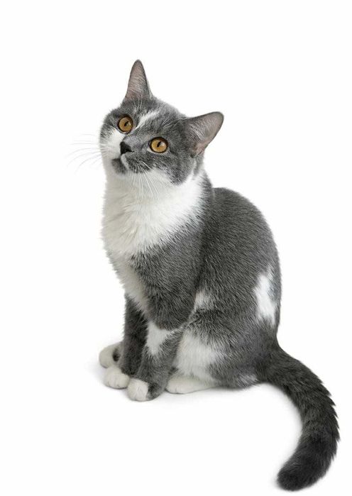 Ласковый котик ищет дом