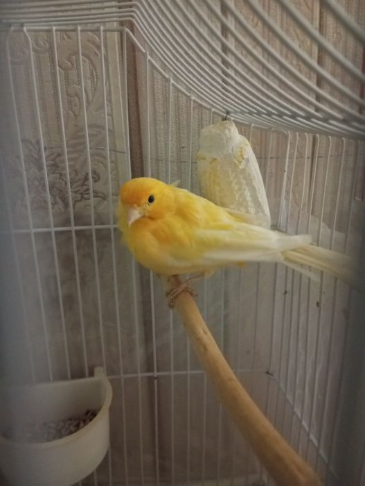 Придаю канарейку самец