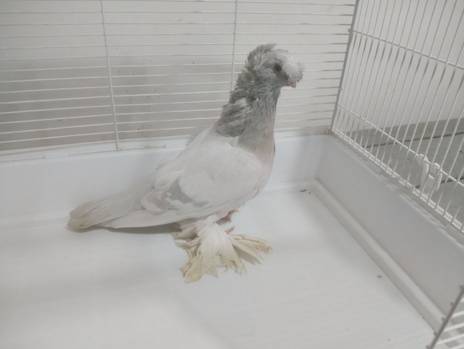 Продаётся пепельный